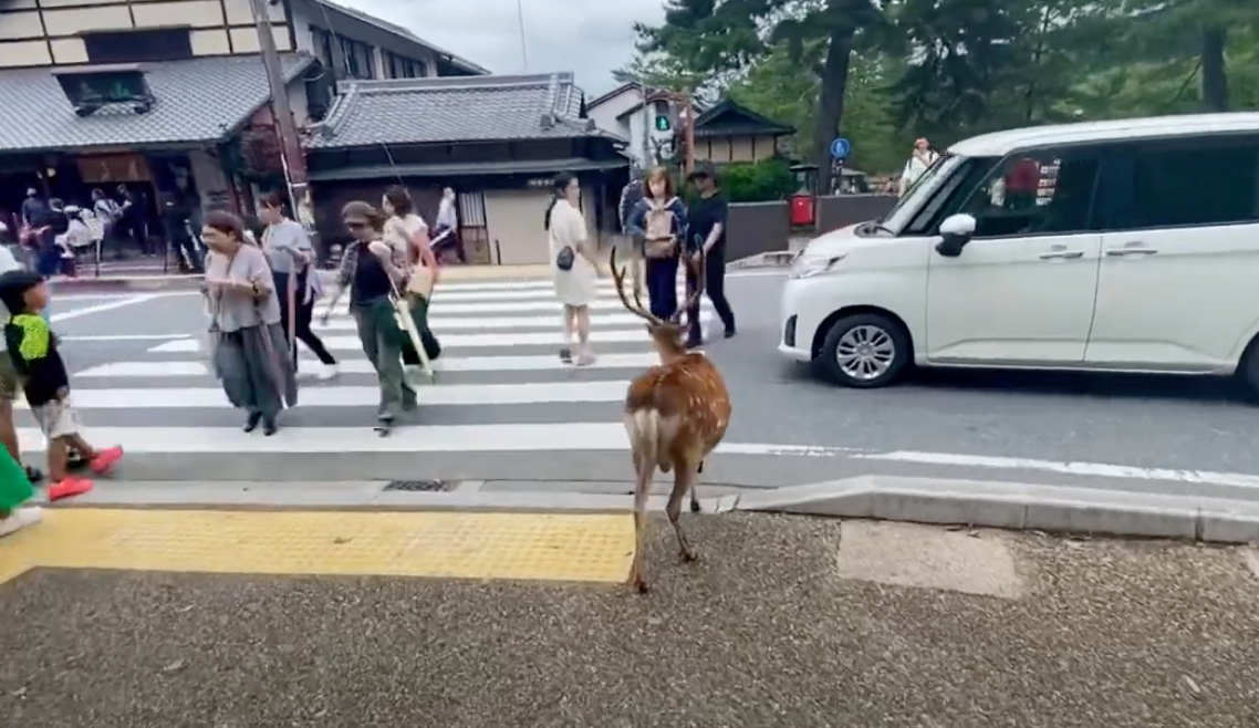 Nara’s Unexpected Charms. More Than Just a Deer Park.